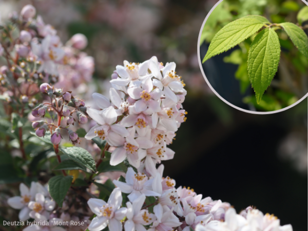 Deutzia hybrida "Mont Rose" - (Rosen-Deutzie),
